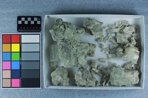 Eporeodon sp.