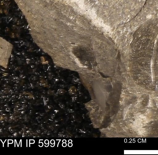 Protocardia subquadrata