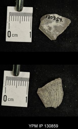 Stropheodonta sp.