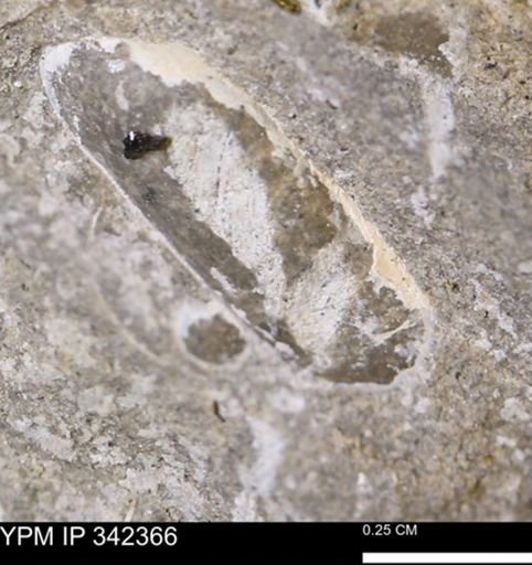 undet. Bivalvia