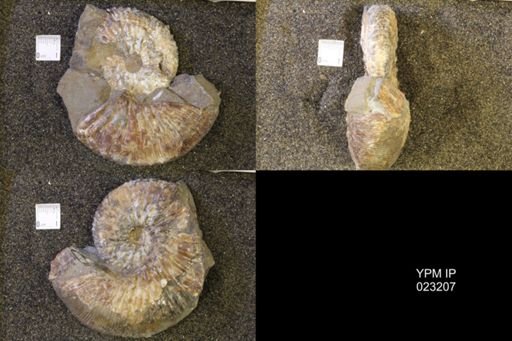 Jeletzkytes nebrascensis