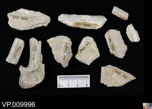 undet. Actinopterygii