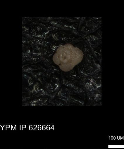 undet. Foraminiferida