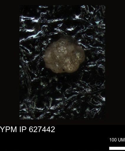 undet. Foraminiferida
