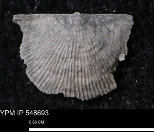 Stropheodonta perplana