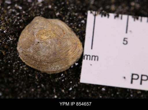 Limopsis striatopunctatus