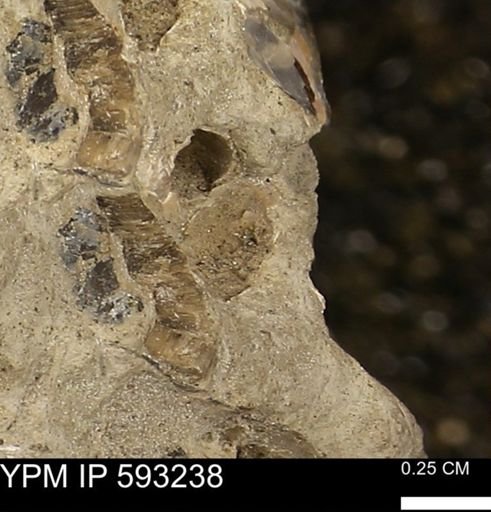 undet. Mollusca