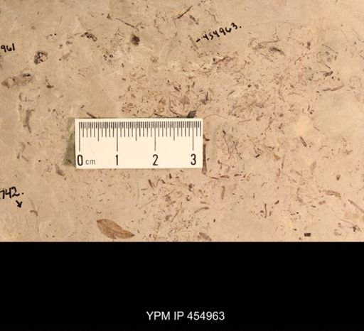 undet. Tipulidae