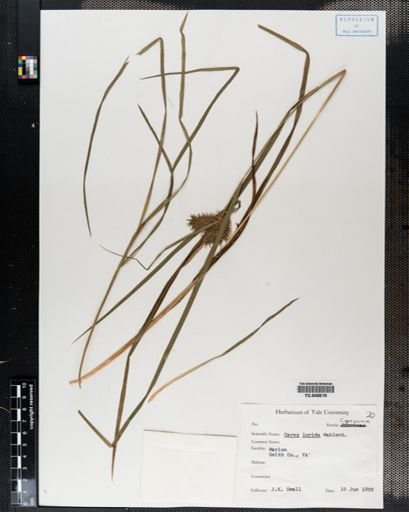 Carex lurida