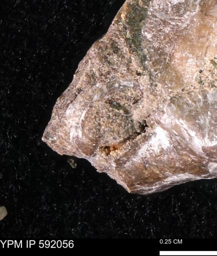 Ostrea translucida