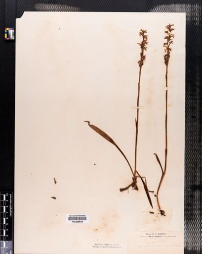 Spiranthes cernua