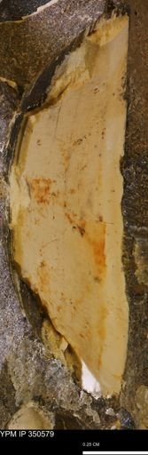 undet. Bivalvia