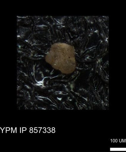 undet. Foraminiferida