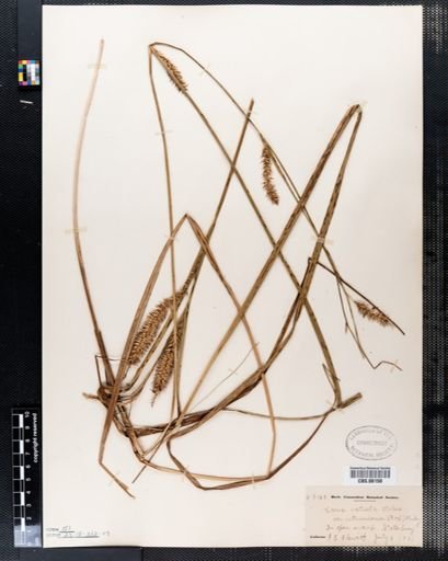 Carex rostrata