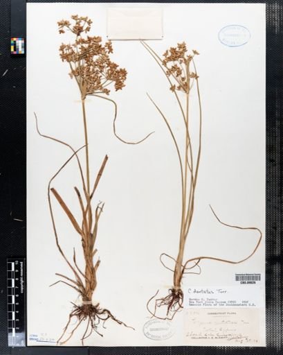 Cyperus dentatus
