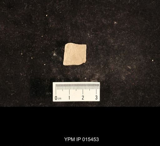 Lemmatophora typa