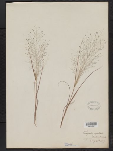 Eragrostis capillaris