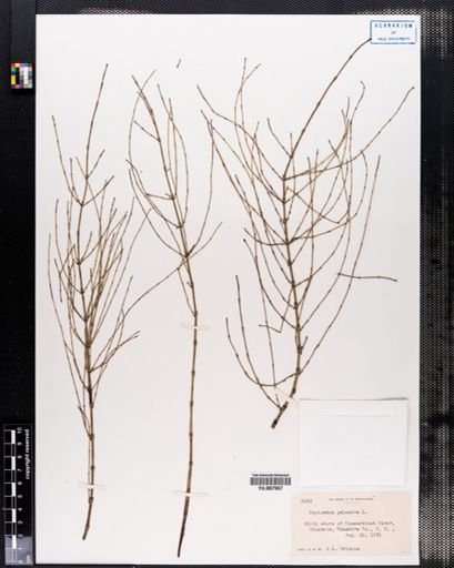 Equisetum palustre