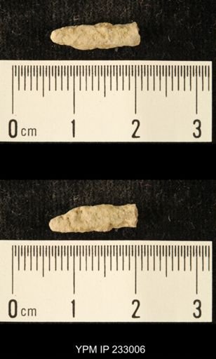 Archaeocidaris sp.