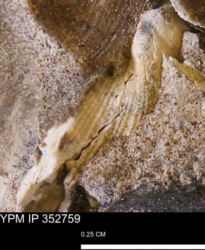 Parallelodon (Cosmetodon) sulcatinus