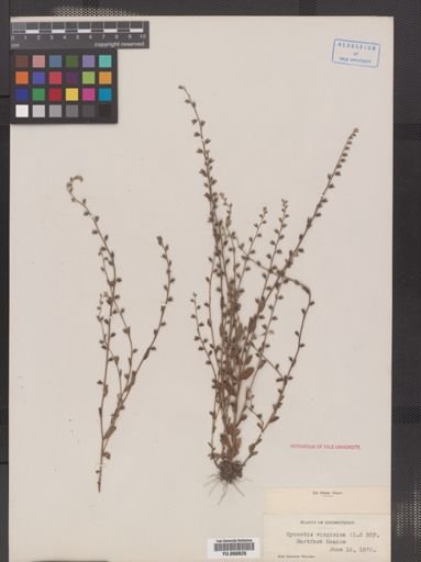 Myosotis virginica