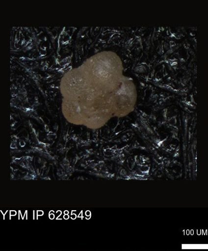 undet. Foraminiferida