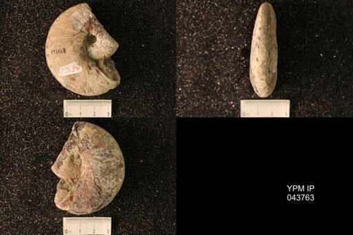 Hoploscaphites nicolletii