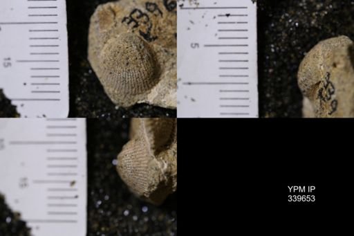 Cardium whitei