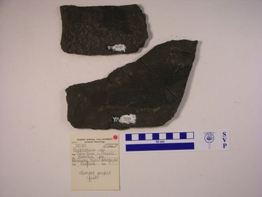 Redfieldia sp.