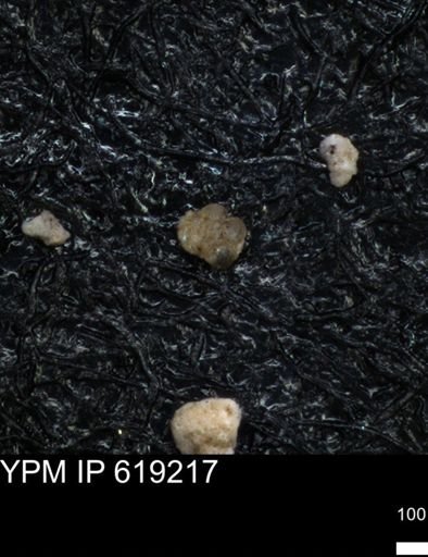 undet. Foraminiferida