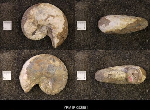 Discoscaphites gulosus
