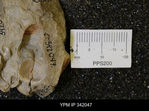 Hoploscaphites sp.