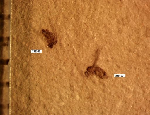 undet. Diptera