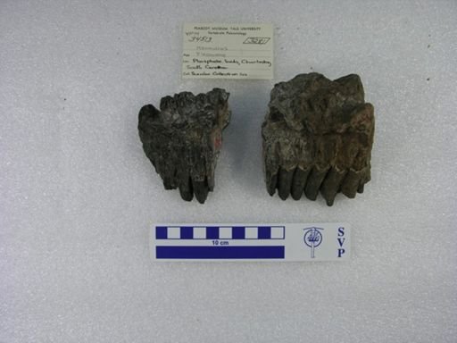 Mammuthus sp.