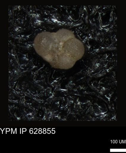 undet. Foraminiferida