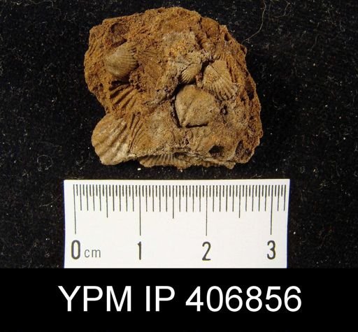 Camarotoechia sp.
