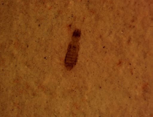 Staphylinidae?
