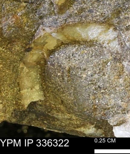 undet. Mollusca