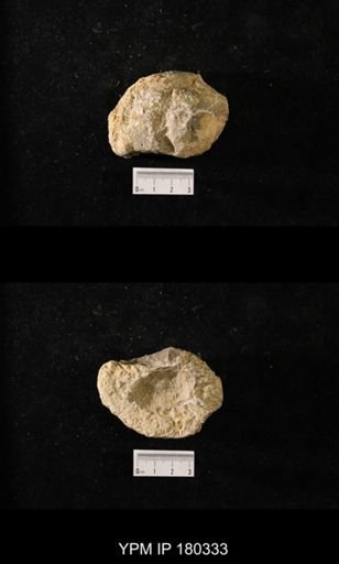 Anthaspidella sp.