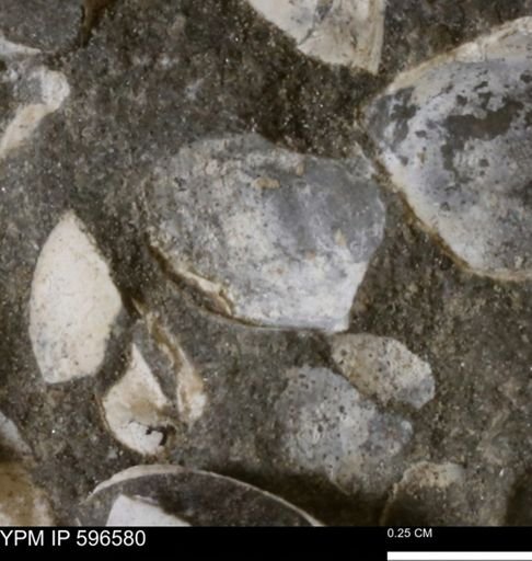 undet. Mollusca