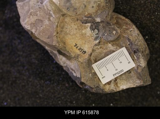 Inoceramus sp.