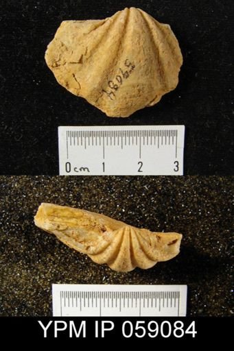 Eospirifer macropleura
