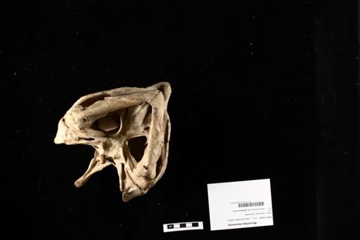 Macrochelys temminckii