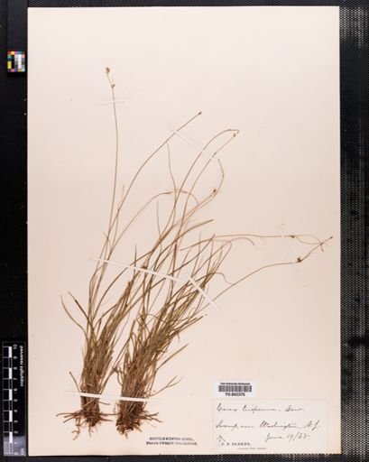 Carex trisperma