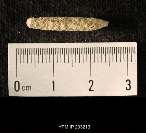 Archaeocidaris sp.