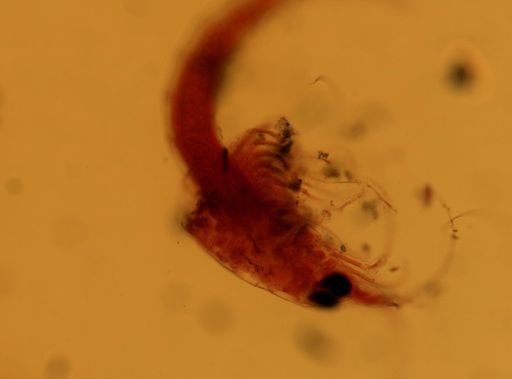 Heteromysis formosa