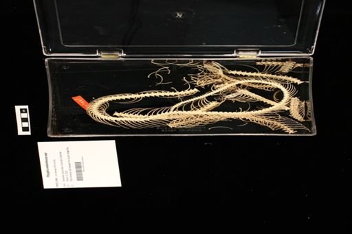 Pituophis melanoleucus sayi
