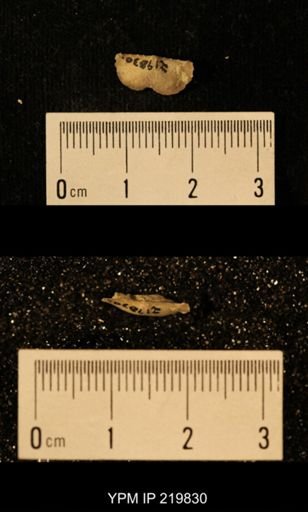 Chonetes granulifer