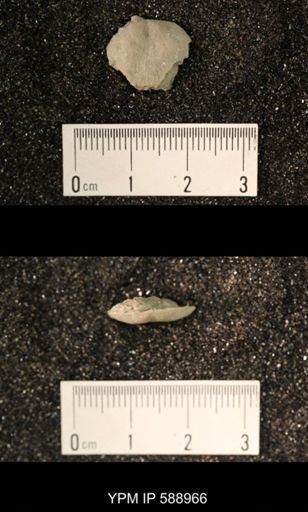 Dalmanella sp.