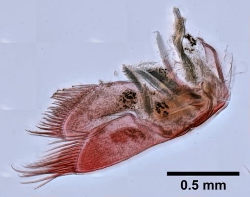 Epimeria similis